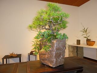 松を植えた植木鉢